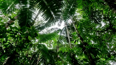 Still video of spider monkeys moving the tree branches to scare us Stockbeeldmateriaal 336916270