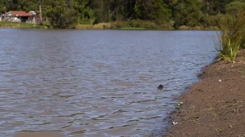 Still video of water lapping at the edge of a lake Stock Footage 76311805