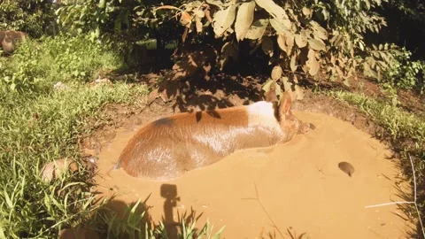 Still view of back side of a huge fat domesticated brown and white boar pig in s Stock-Footage 237619999