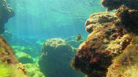 Still view of black Damselfish Fish swimming around the coral reef at shallow un Stock-Footage 281468784