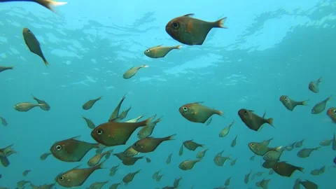 Still view from bottom to top of groups of golden school Berycidae fish with par Stock Footage 240483493
