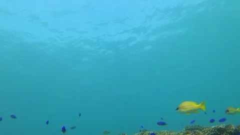 Still view of brown branching and digitate Staghorn corals with blue Damselfish  Stock Footage 240483345