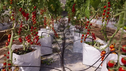 Still view of a cherry tomato crop in white bags Stock Footage 265017852