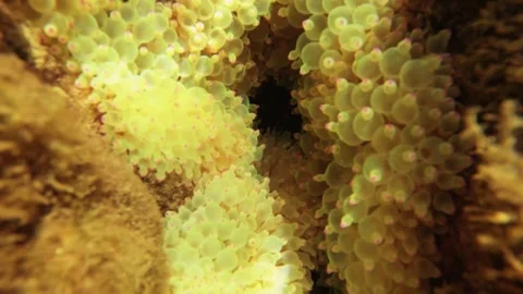 Still view close up to an Allard's clownfish with bubble tip sea anemone in back Stock Footage 240484527