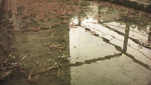 Still view of floating dry brown fallen tiny leaves on surface of shallow mud wa Stock Footage 236289480