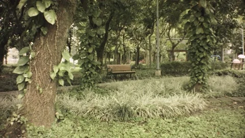 Still view of flourish forest park with various tropical vegetation of tress gra Stock Footage 236292663