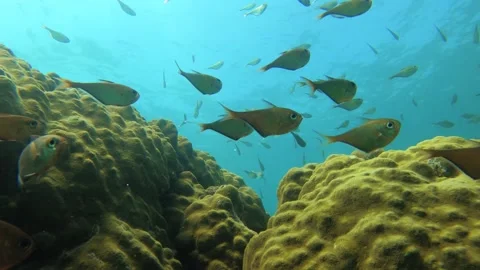 Still view of groups of golden school Berycidae fish swimming around with giant  Stock Footage 240483504