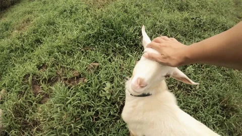 Still view of a hand trying to pet a runaway small young white goat lamp on the  Stock Footage 237621176