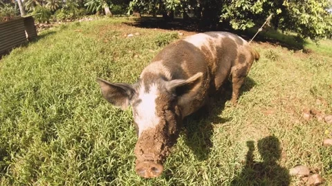 Still view of a huge fat domesticated black and white boar pig with dirt on snou Stock Footage 237619953