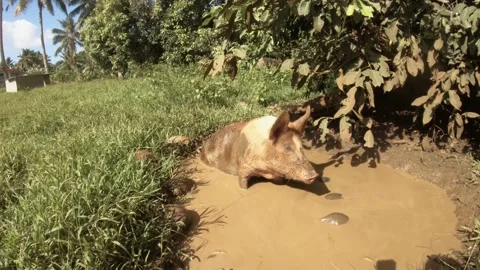 Still view of a huge fat domesticated brown and white boar pig in small mud pool Stock Footage 237620009