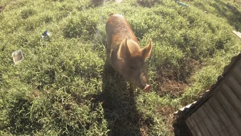 Still view of a medium size domesticated brown and white boar pig with dirt on s Stock Footage 237620849