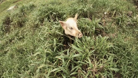 Still view of a medium white pink size pig boar hiding in the grass green bushes Stock Footage 237621259
