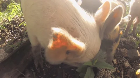 Still view of petting group of cute baby small young piglets piggy squeezing aga Stock Footage 237622759