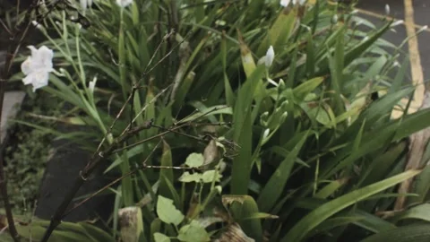 Still view of a Phasmids swing in the wind during wet gloomy raining day with bu 스톡 동영상 236233256