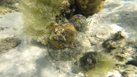 Still view Picasso Triggerfish and one spot butterflyfish swimming hiding in cor Stock Footage 250401127