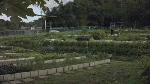 Still view of private shared garden agricultural farms Stock Footage 179506927