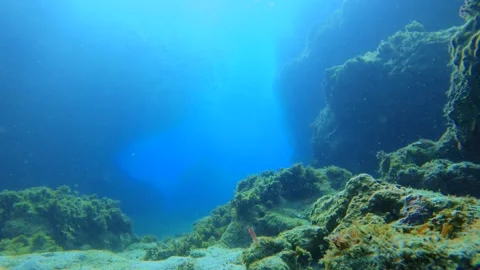 Still view from sandy seabed bottom underwater world at depth around coral reefs Stock Footage 312576666