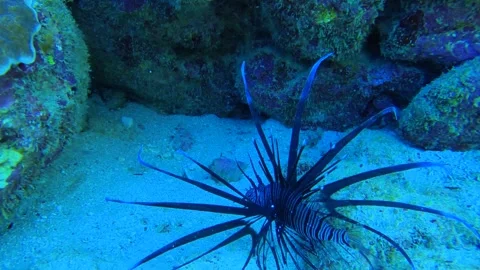 Still view at the shallow underwater in the ocean sea above coral reef with scis Stock Footage 281468241