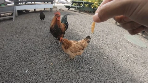 Still view of teasing freely running around wild roosters cock hens chickens wit Stock Footage 237621971