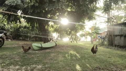 Still view in a trimmed grass green spacious back yard field  Stock Footage 233672471