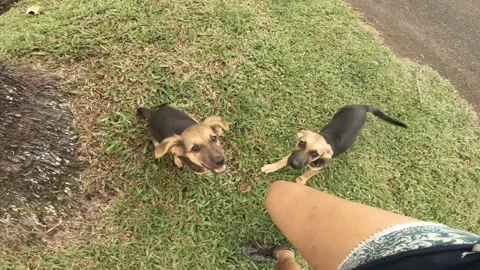 Still view of two young little playful German shepherd puppies dogs hopping exci Stock-Footage 237620108