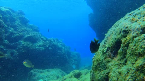 Still view of underwater ocean close up look at curious dascyllus and christmas  Stock Footage 279143114