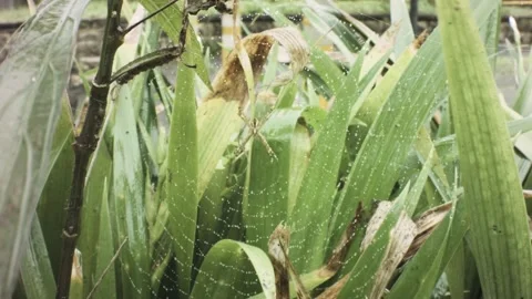 Still view of a wild light brown small spider hopping on perfect made wet web wi Stock Footage 236231662