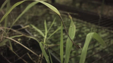 Still view of withered single grass leaf at the end tip but alive mostly with re Stock Footage 236289438