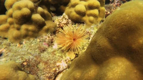 Still view of a yellow Protula magnifica Straughan out to the water from hiding  Stock Footage 240483446