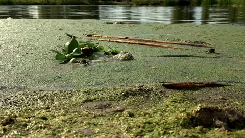 Still water with floating algae Video stock 314547762