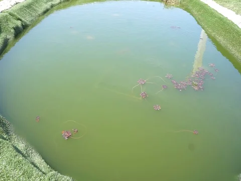 Still water Vídeo Stock 86409882