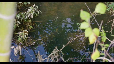 Still water with leaf reflections and bamboo, no people Stock Footage 329770246