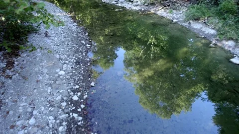 Still Water in a Small Stream Reflecting Trees Stock Footage 239291799