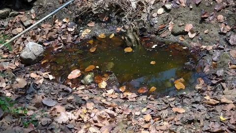 Still Waters in the Heart of the Forest Stock Photos