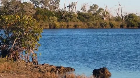 Still waters next to shore Stock Footage 45298920