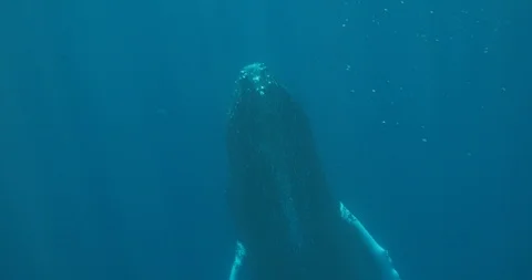 Still whale 库存影片 129535361