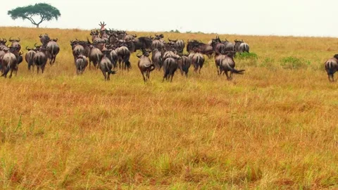 Still wide-angle shot of massive herds stampeding away from camera during the Stock Footage 333627694