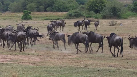 Still wide-angle shot of massive herds stampeding away from camera during the Stock Footage 333629938