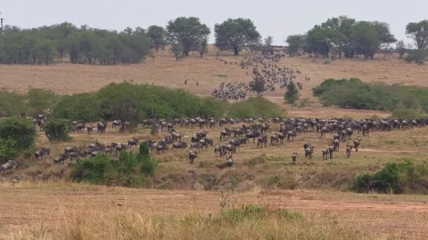 Still wide-angle shot of massive herds stampeding away from the camera across Stock Footage 333689009