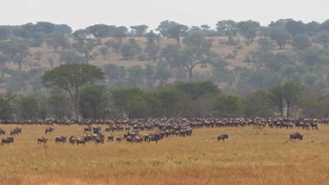 Still wide-angle shot of massive herds stampeding away from the camera, and Stock Footage 333691390