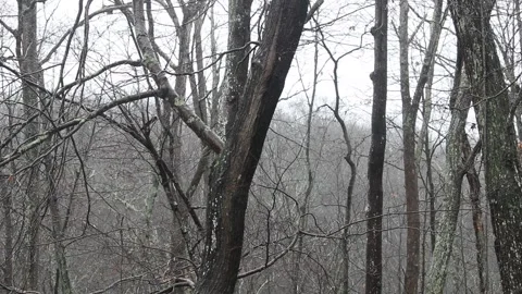Still Woods in the Winter with Rain Stock Footage 226670076