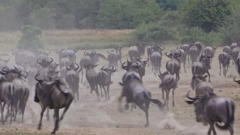 Still zoomed-in shot of massive herds stampeding away from the camera across Stock Footage 333688950