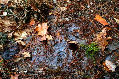 Stilled a pool in the pine forest Stock Photos