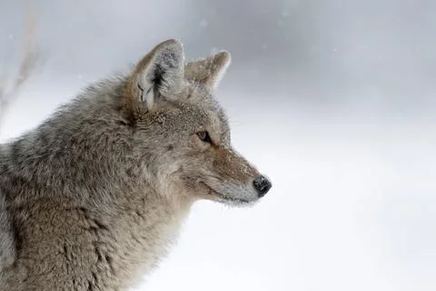 Stiller Beobachter... Kojote ( Canis latrans ) im Winter, dichtes langhaar... Stock Photos
