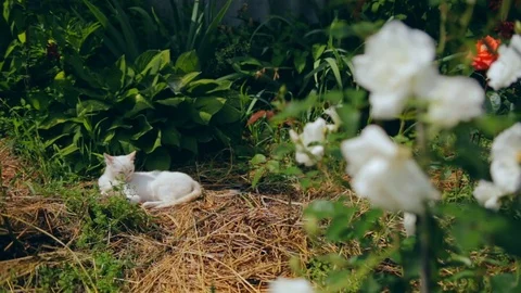 Stilllife with white roses in sunny day Stock Footage