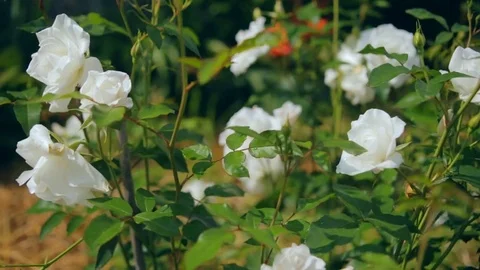 Stilllife with white roses in sunny day Stock Footage