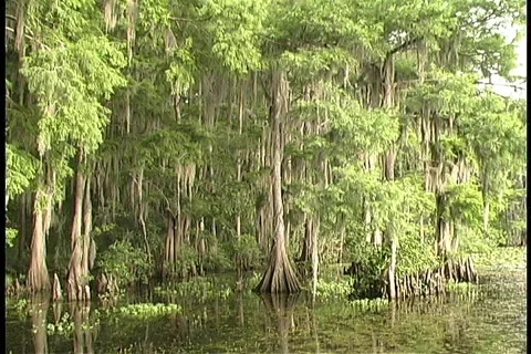 StillSwamp Video stock 78963