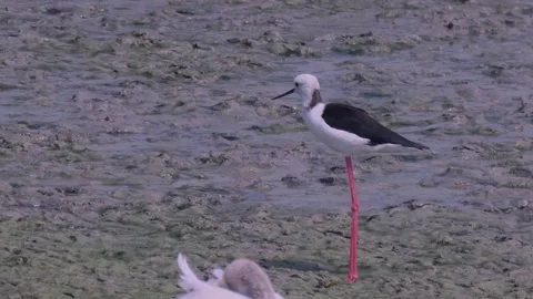 Stilt Bird in action Stock Footage 259883735