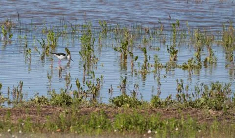 Stilt bird Stock-Fotos