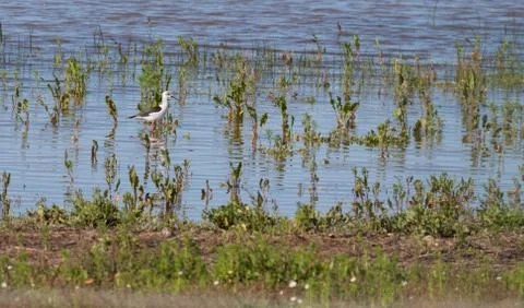 Stilt bird Stock Photos